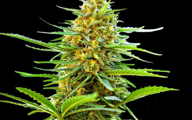 Banana Monkey Autoflower Seeds (22% THC) ?? – Produktabbildung des Herstellers