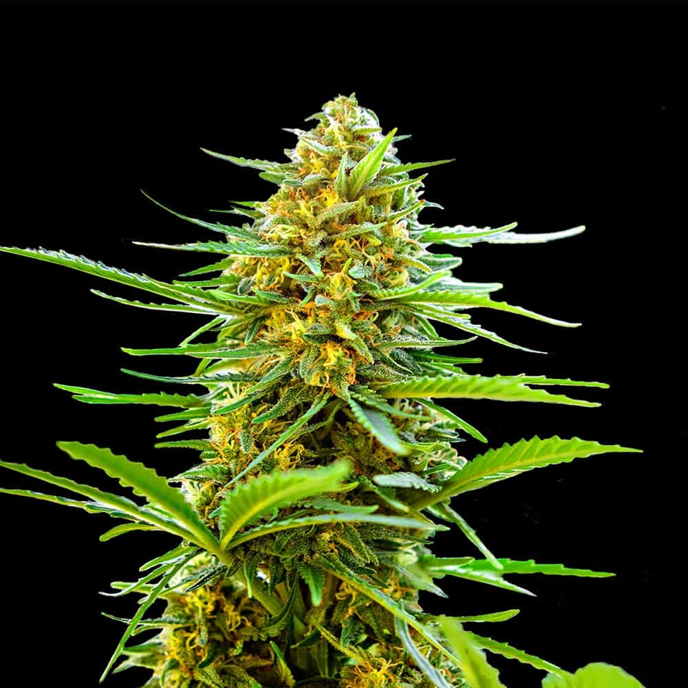 Banana Monkey Autoflower Seeds (22% THC) ?? – Produktabbildung des Herstellers