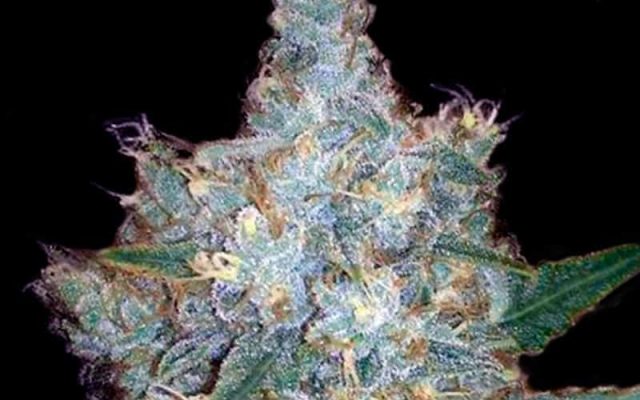 Blueberry Autoflower Seeds (20% THC) ?? – Produktabbildung des Herstellers