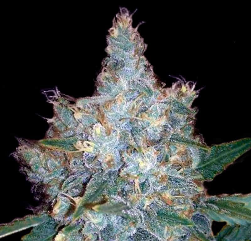 Blueberry Autoflower Seeds (20% THC) – Produktabbildung des Herstellers