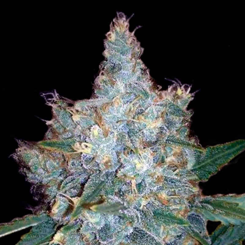 Blueberry Autoflower Seeds (20% THC) ?? – Produktabbildung des Herstellers
