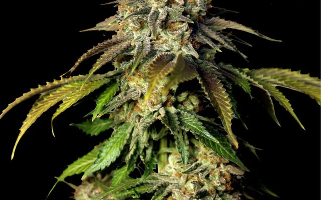 Bruce Banner Autoflower Seeds (23% THC) ?? – Produktabbildung des Herstellers