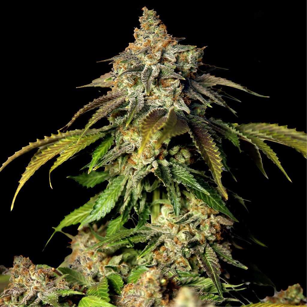 Bruce Banner Autoflower Seeds (23% THC) ?? – Produktabbildung des Herstellers