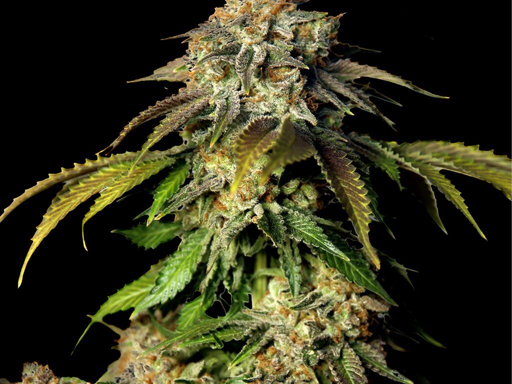 Bruce Banner Autoflower Seeds (23% THC) – Produktabbildung des Herstellers