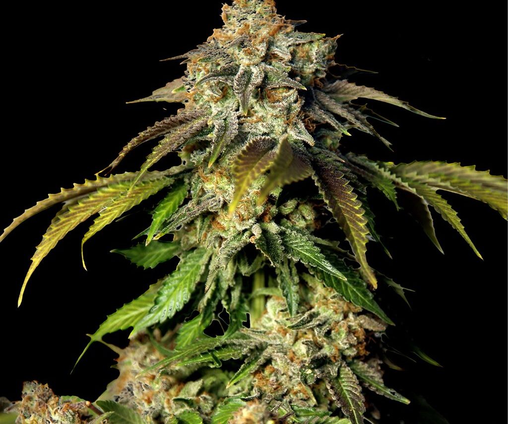 Bruce Banner Autoflower Seeds (23% THC) ?? – Produktabbildung des Herstellers