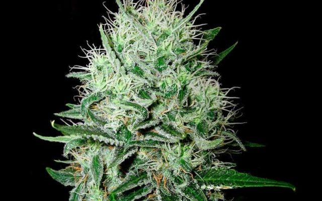 Devil�s Kiss Autoflower Seeds (20% THC) ?? – Produktabbildung des Herstellers