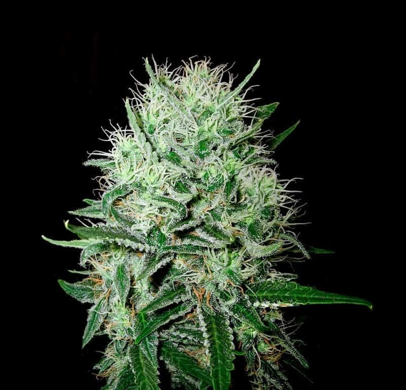 Devil�s Kiss Autoflower Seeds (20% THC) – Produktabbildung des Herstellers