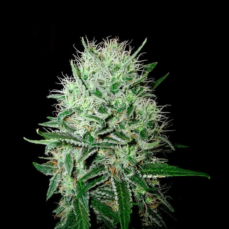 Devil�s Kiss Autoflower Seeds (20% THC) ?? – Produktabbildung des Herstellers