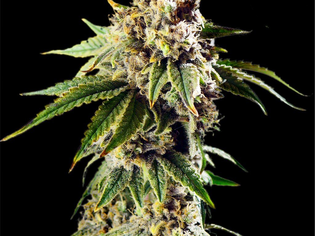 DoSiDos Autoflower Seeds (23% THC) ?? – Produktabbildung des Herstellers