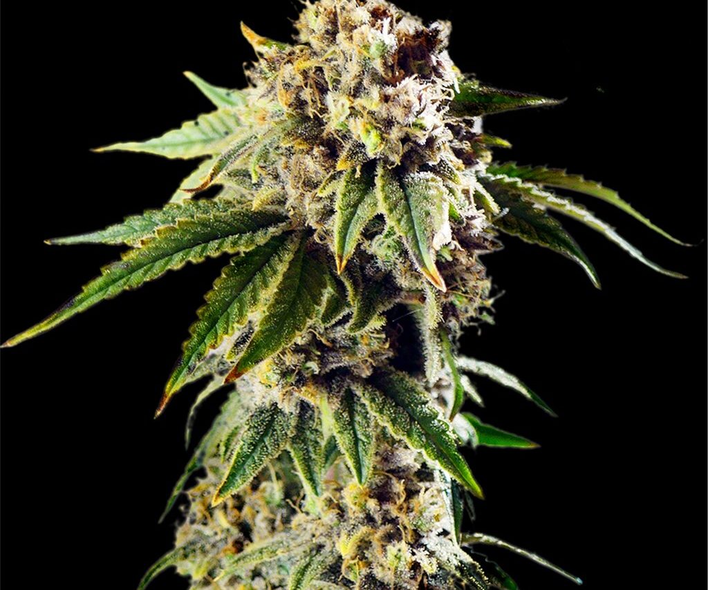 DoSiDos Autoflower Seeds (23% THC) ?? – Produktabbildung des Herstellers