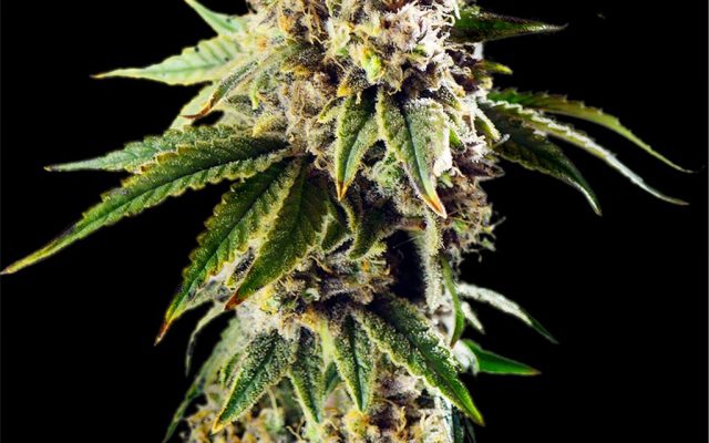 DoSiDos Autoflower Seeds (23% THC) ?? – Produktabbildung des Herstellers