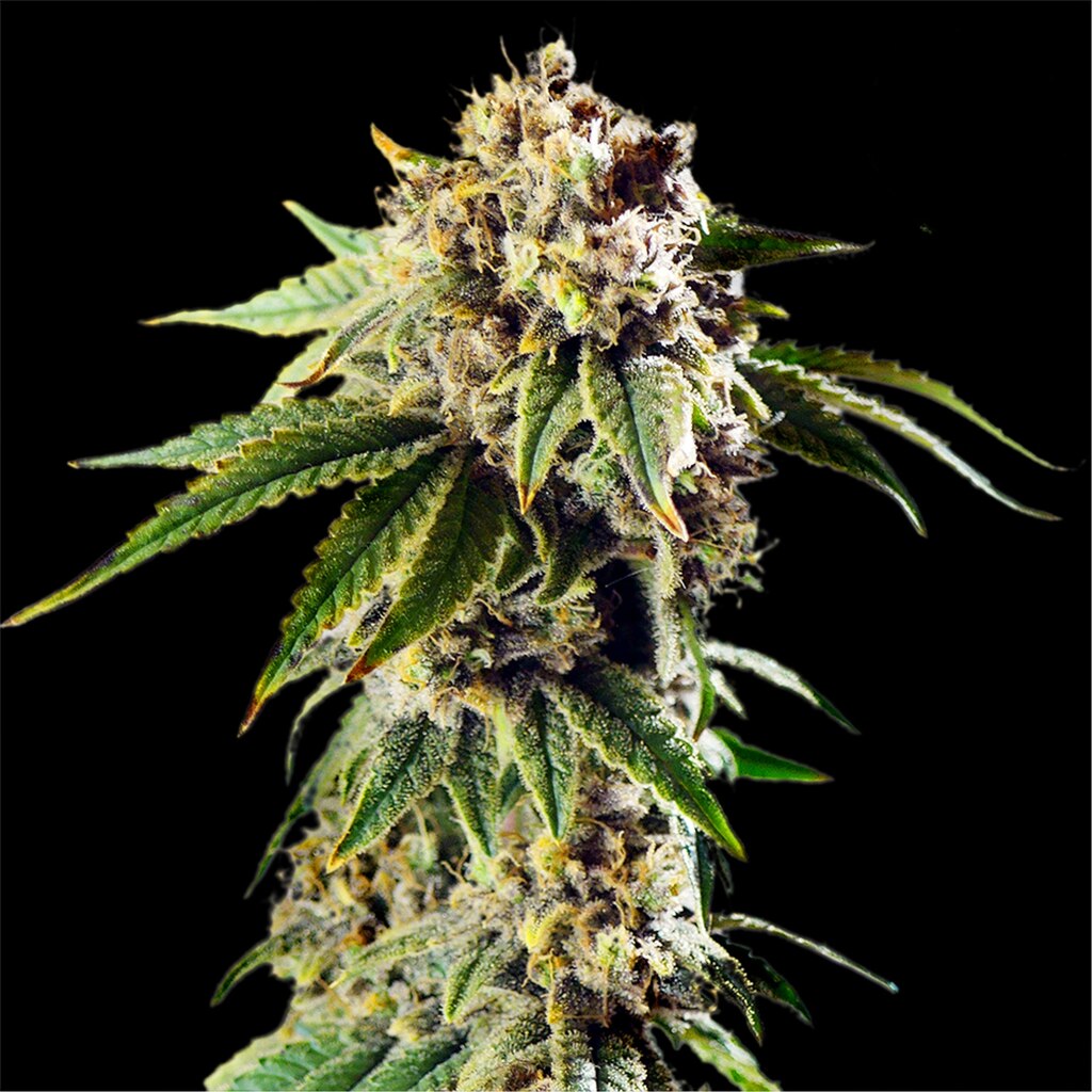 DoSiDos Autoflower Seeds (23% THC) ?? – Produktabbildung des Herstellers