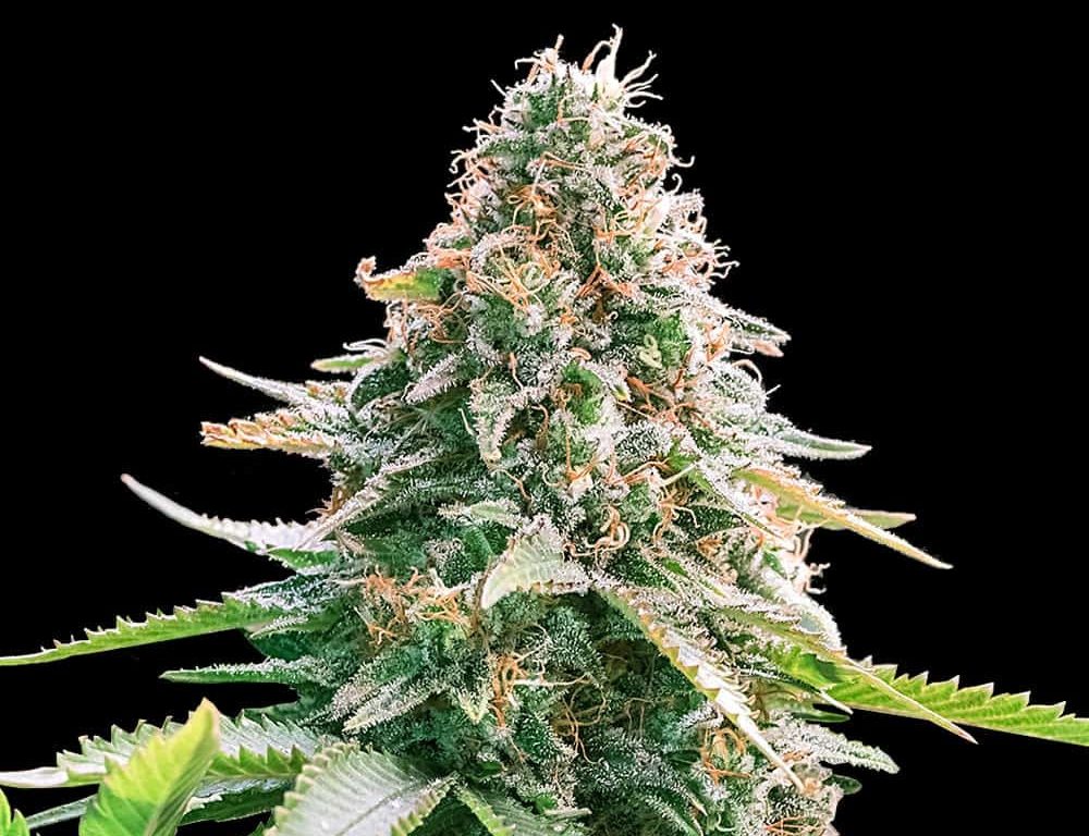Gelato Samba Autoflower Seeds (24% THC) ?? – Produktabbildung des Herstellers