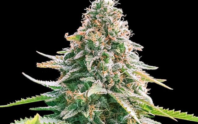 Gelato Samba Autoflower Seeds (24% THC) ?? – Produktabbildung des Herstellers
