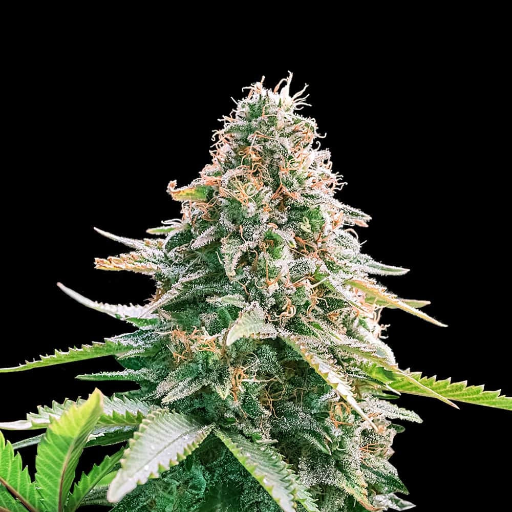 Gelato Samba Autoflower Seeds (24% THC) ?? – Produktabbildung des Herstellers
