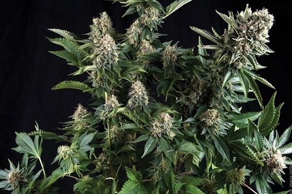 White Widow Autoflower (15% THC) ?? – Produktabbildung des Herstellers