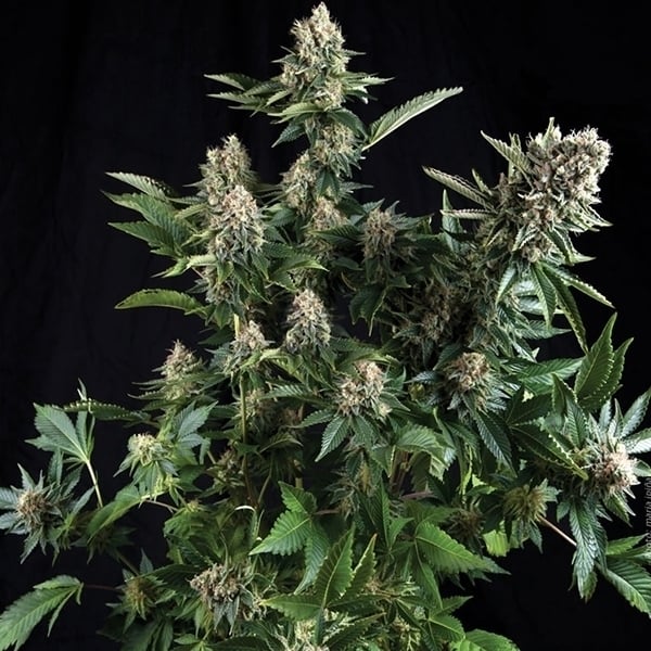 White Widow Autoflower (15% THC) ?? – Produktabbildung des Herstellers