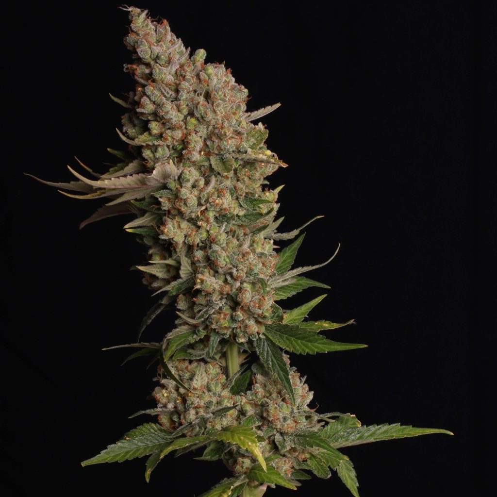 Banana Kush Samen Feminisiert – Produktabbildung des Herstellers