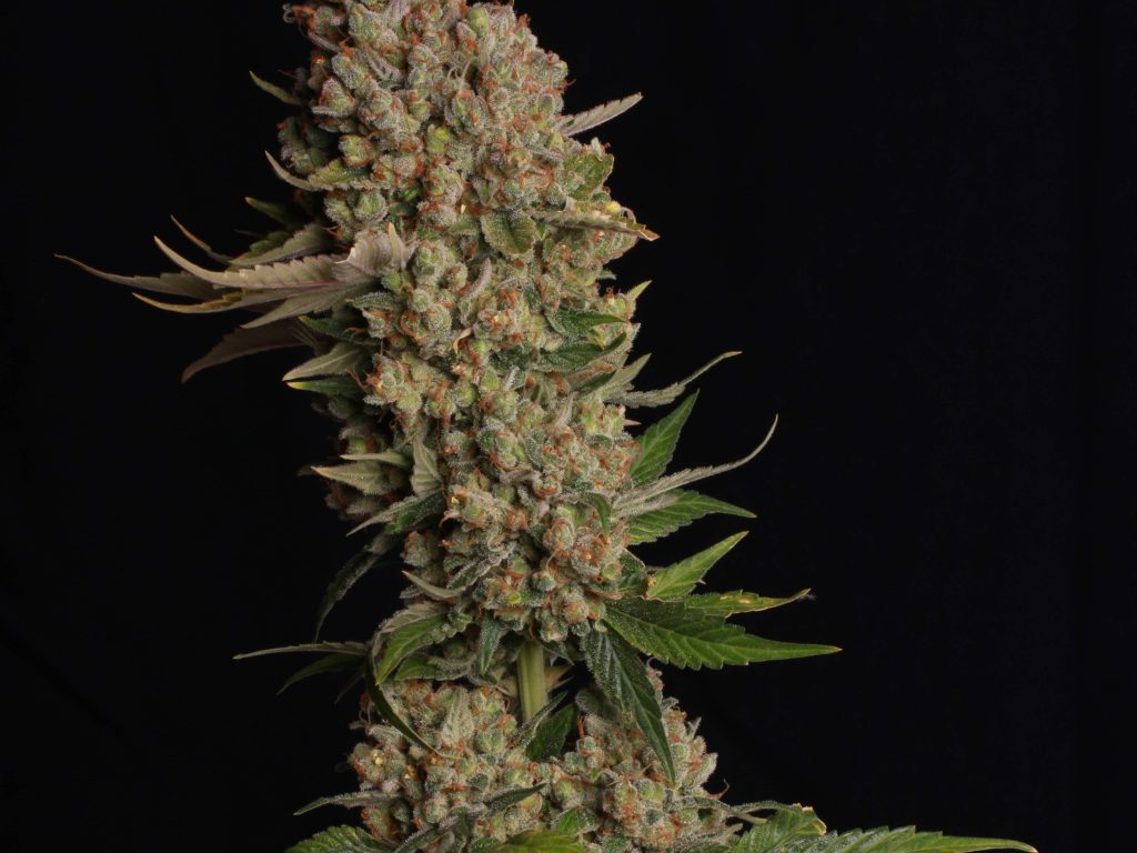 Banana Kush Samen Feminisiert – Produktabbildung des Herstellers