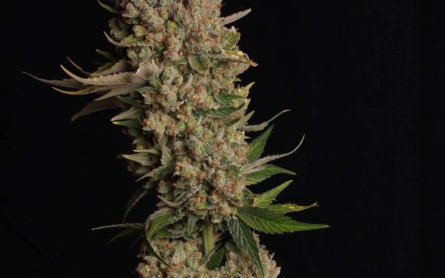 Banana Kush Samen Feminisiert – Produktabbildung des Herstellers