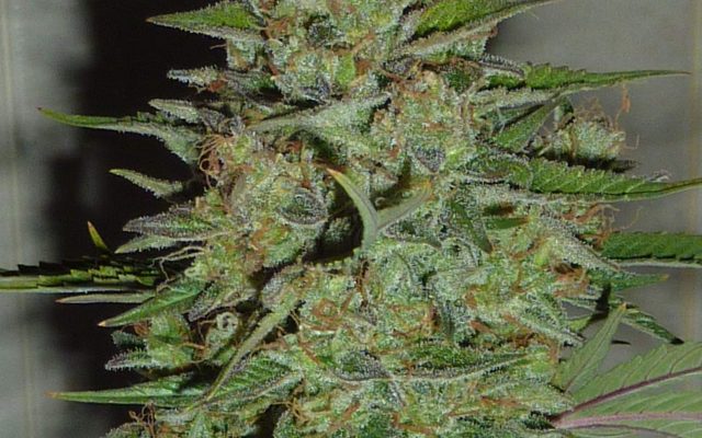Blue Critical Samen Automatik – Produktabbildung des Herstellers