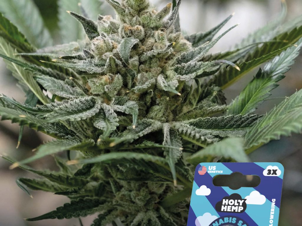 Blueberry Bubba Feminisiert – Produktabbildung des Herstellers