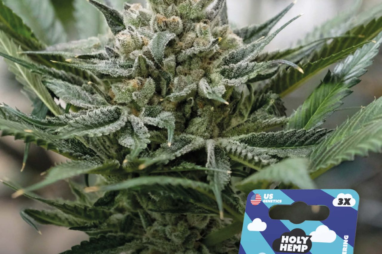 Blueberry Bubba Feminisiert – Produktabbildung des Herstellers