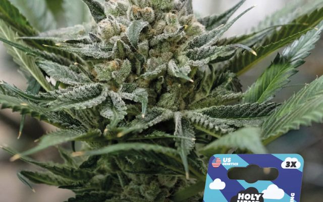 Blueberry Bubba Feminisiert – Produktabbildung des Herstellers