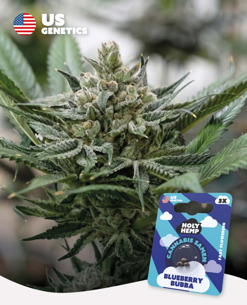 Blueberry Bubba Feminisiert – Produktabbildung des Herstellers