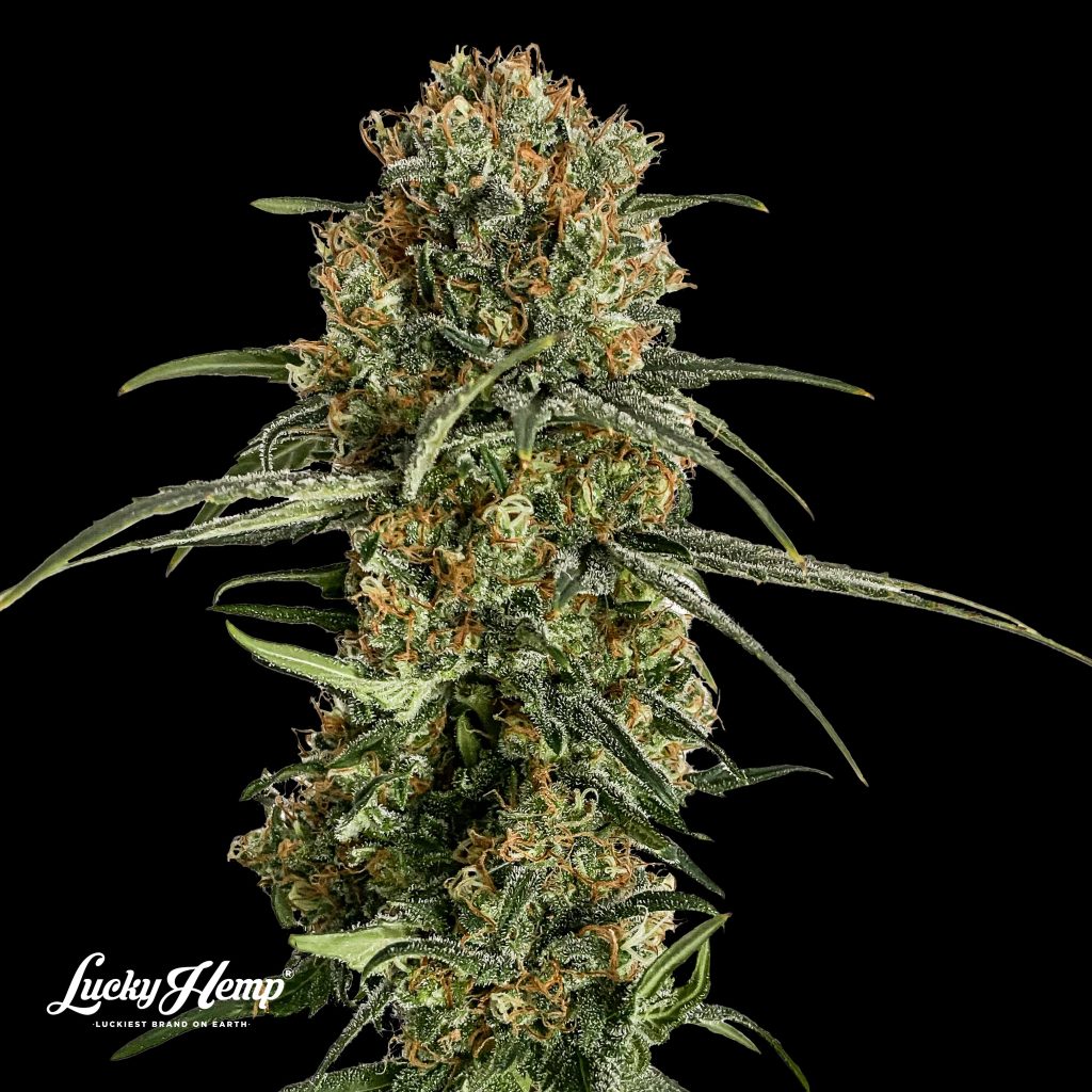 Bubba Kush US Samen Feminisiert - 3 Samen (+2 Gratis) – Produktabbildung des Herstellers