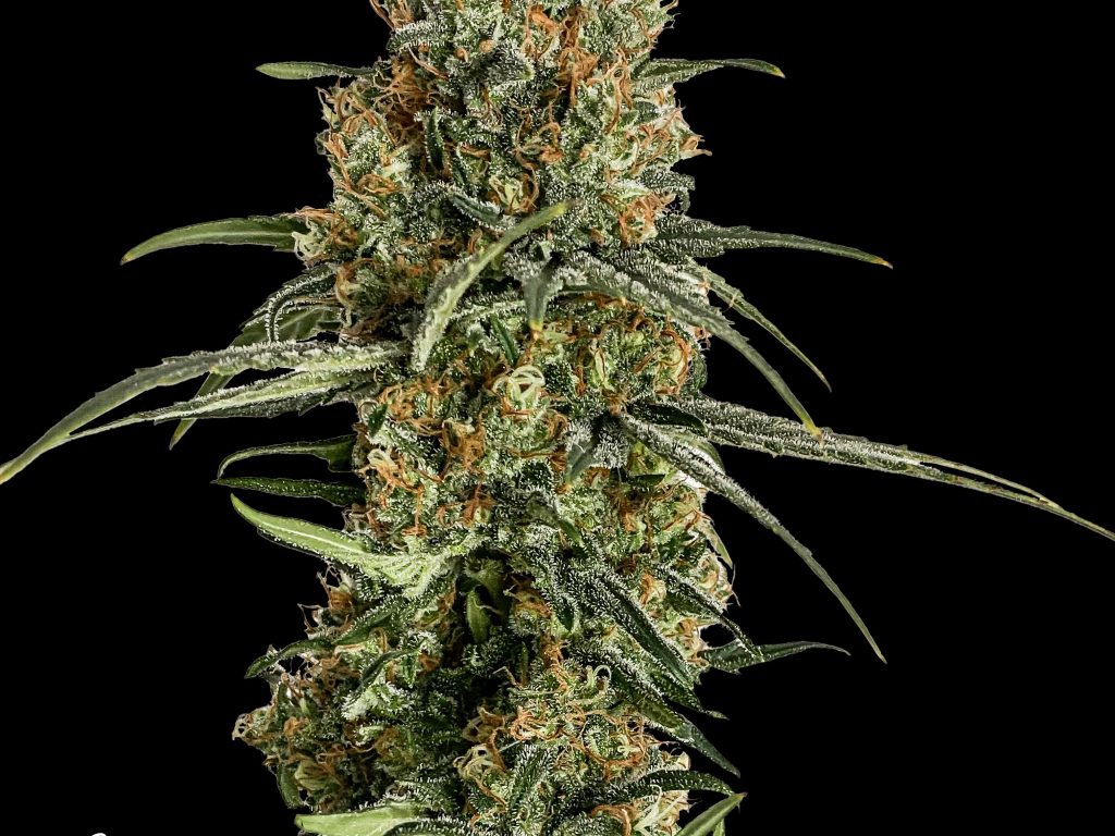 Bubba Kush US Samen Feminisiert – Produktabbildung des Herstellers