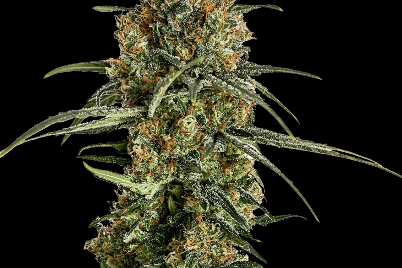 Bubba Kush US Samen Feminisiert – Produktabbildung des Herstellers