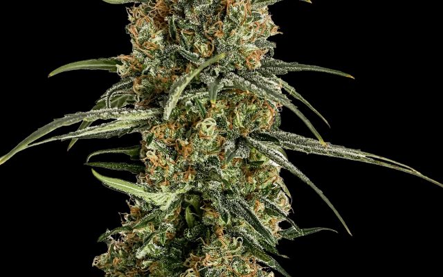 Bubba Kush US Samen Feminisiert – Produktabbildung des Herstellers