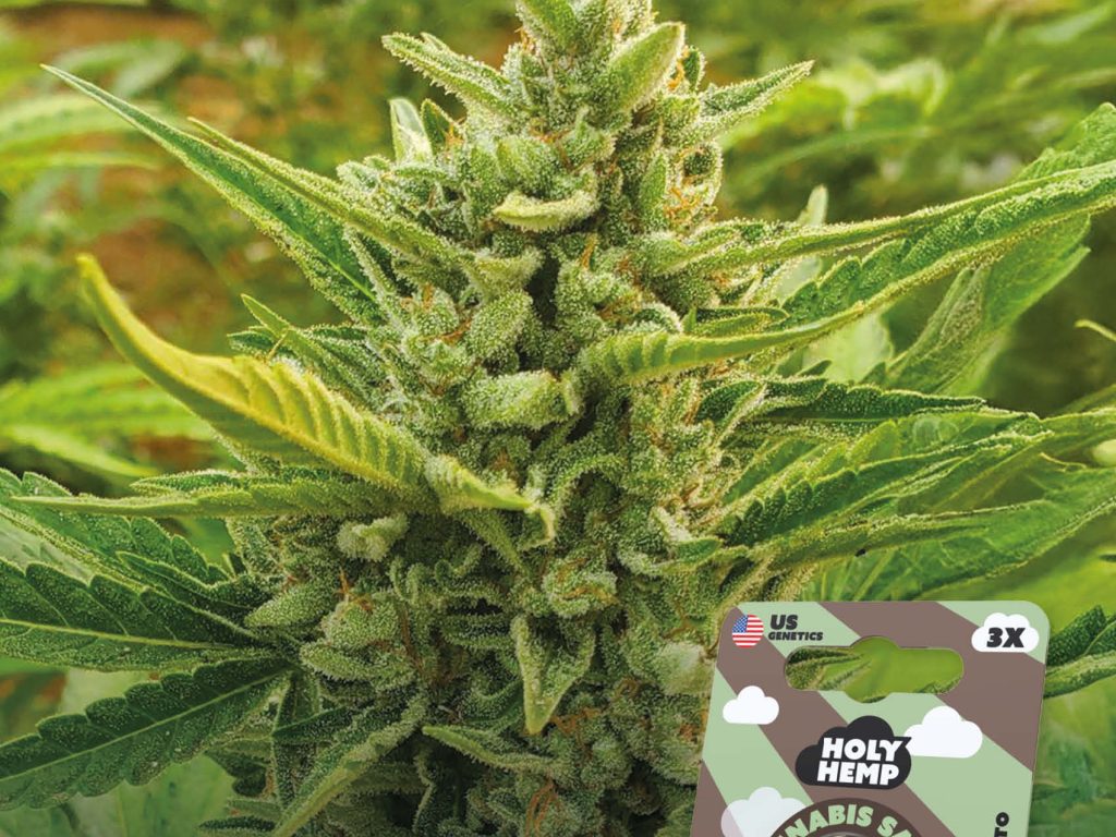 Chocolate Mint OG Automatic – Produktabbildung des Herstellers