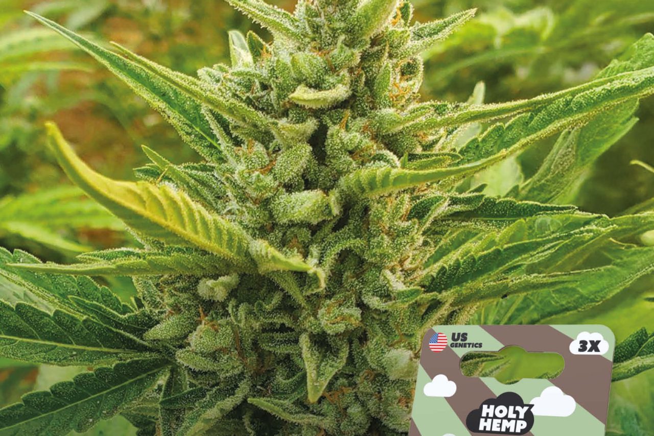 Chocolate Mint OG Automatic – Produktabbildung des Herstellers