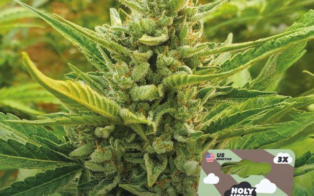 Chocolate Mint OG Automatic – Produktabbildung des Herstellers