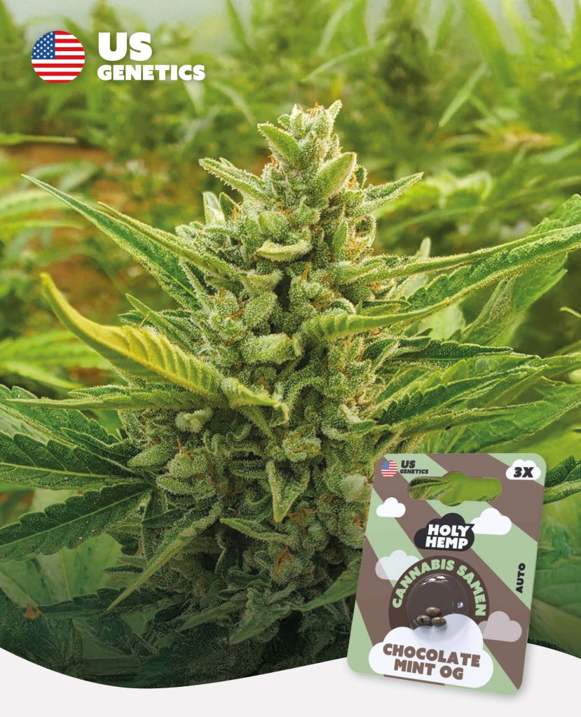 Chocolate Mint OG Automatic – Produktabbildung des Herstellers