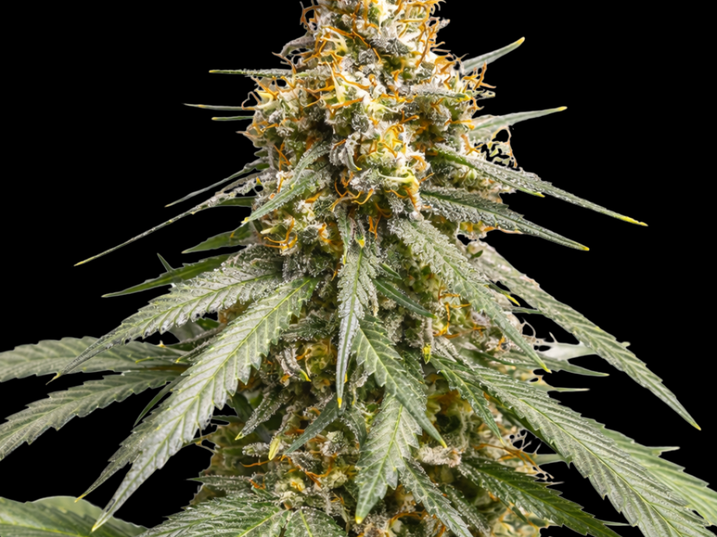 Silver Haze Steckling – Produktabbildung des Herstellers