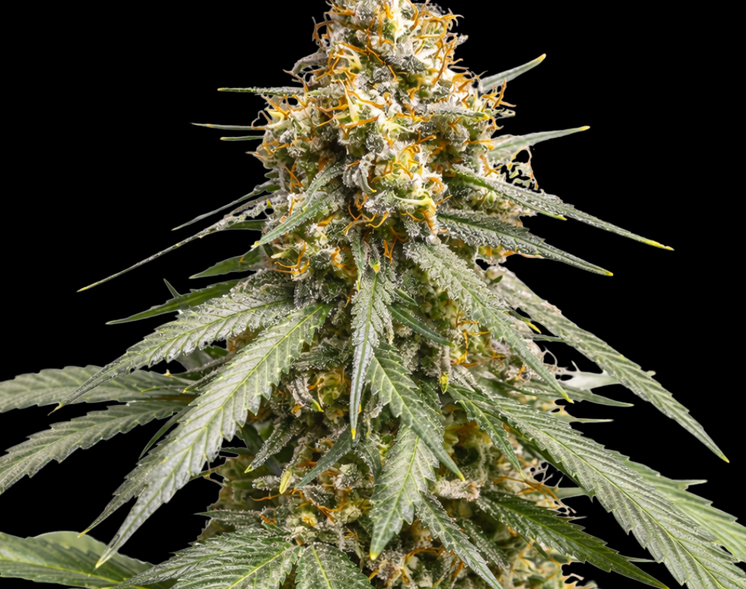 Silver Haze Steckling – Produktabbildung des Herstellers