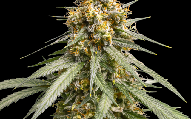 Silver Haze Steckling – Produktabbildung des Herstellers