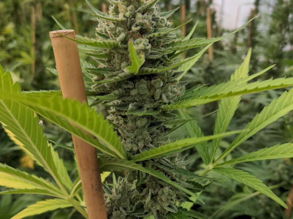 Gorilla Mandarine Samen Automatik – Produktabbildung des Herstellers