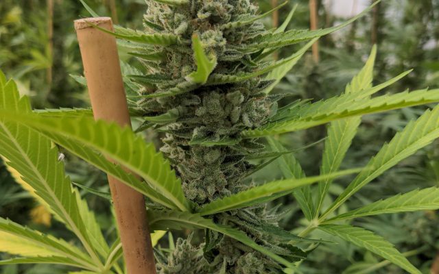 Gorilla Mandarine Samen Automatik – Produktabbildung des Herstellers