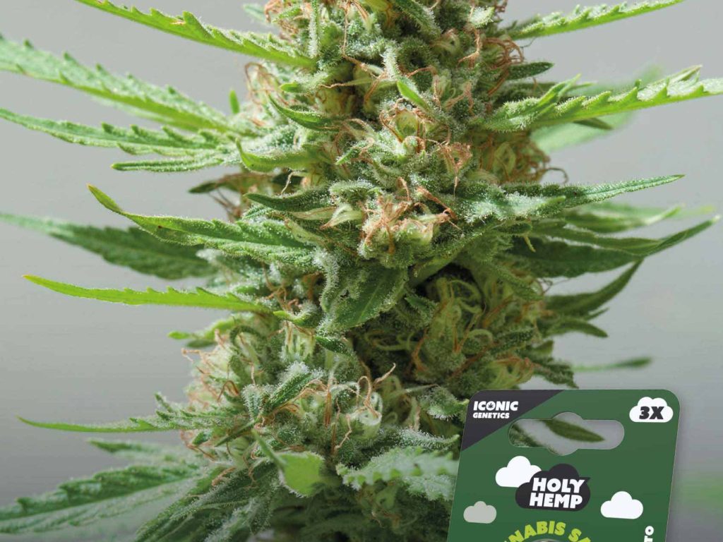 Critical XXL Automatic – Produktabbildung des Herstellers