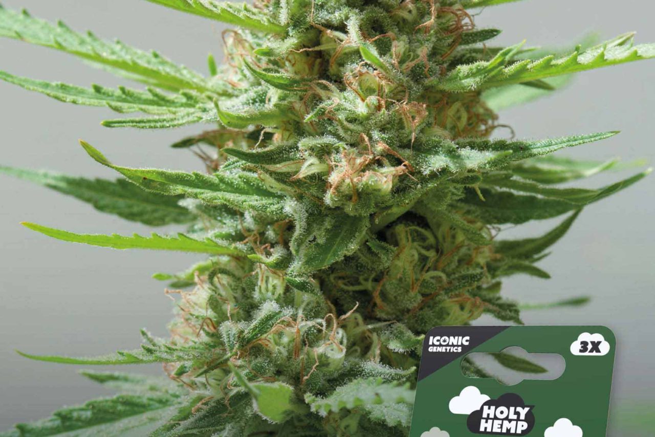 Critical XXL Automatic – Produktabbildung des Herstellers
