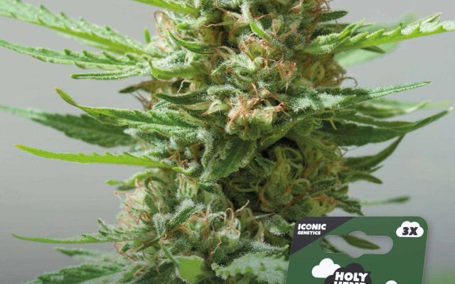 Critical XXL Automatic – Produktabbildung des Herstellers