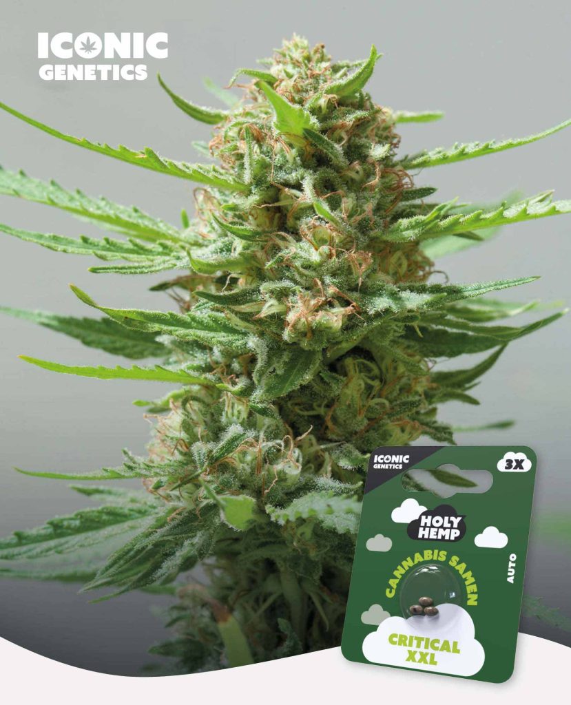 Critical XXL Automatic – Produktabbildung des Herstellers