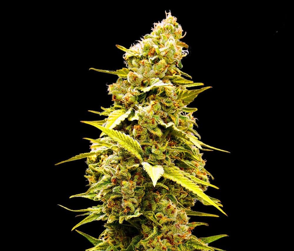 Banana Monkey Seeds - Feminisiert (24% THC) ?? – Produktabbildung des Herstellers