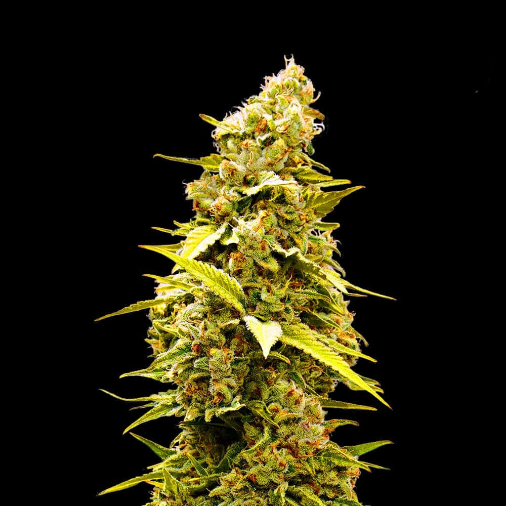 Banana Monkey Seeds - Feminisiert (24% THC) ?? – Produktabbildung des Herstellers