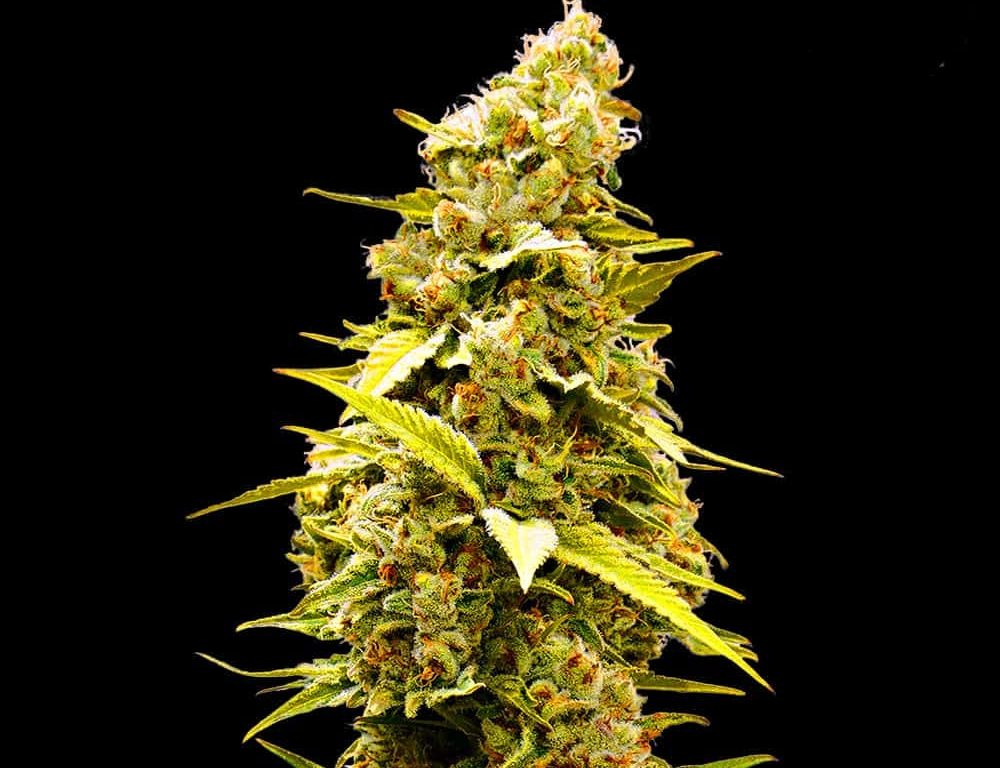 Banana Monkey Seeds - Feminisiert (24% THC) – Produktabbildung des Herstellers