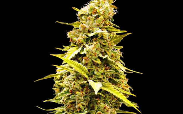 Banana Monkey Seeds - Feminisiert (24% THC) ?? – Produktabbildung des Herstellers